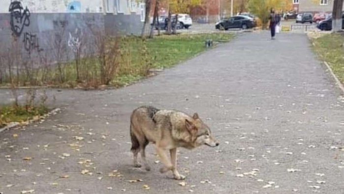 В Уфе возле школы заметили волка. Он покусал сотрудников МЧС