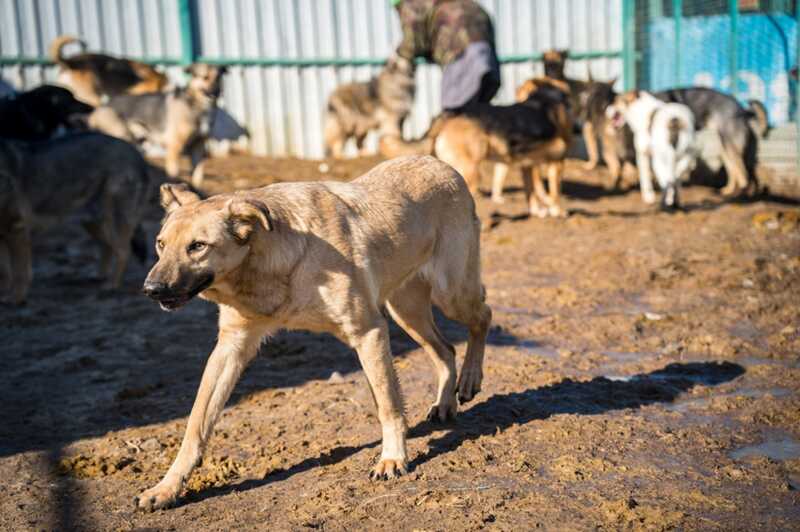 В Челябинской области одобрили эвтаназию бездомных собак после окончания их срока содержания в приюте