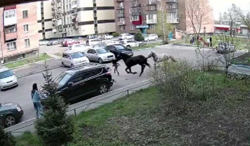 В Новокузнецке лошади убежали с пастбища и нанесли травмы ребёнку