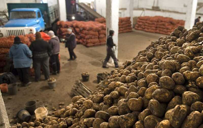 В Калининградской области установили ограничения на экспорт картофеля
