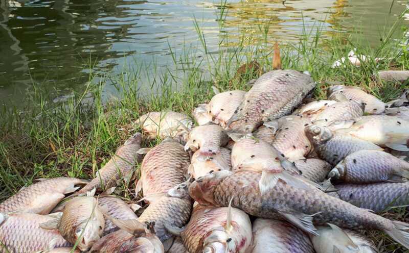 В реке, расположенной на границе между Чувашией и Мордовией, погибло более 2000 рыб