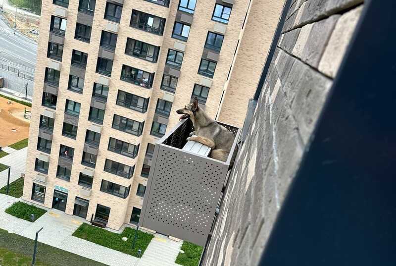 В Южно-Сахалинске собака упала с многоэтажного здания и застряла в корзине от кондиционера