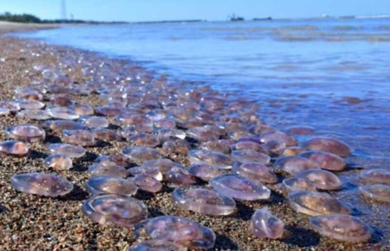 Тысячи медуз на берегу Азовского моря представляют опасность для здоровья отдыхающих