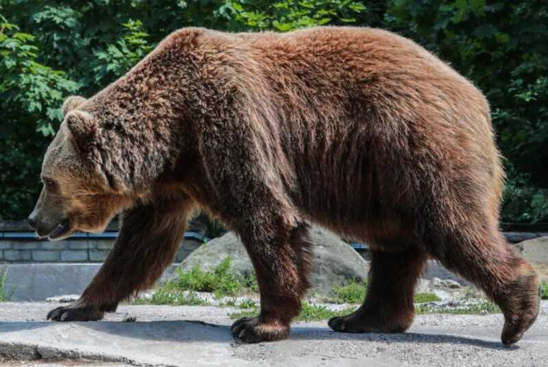В Перми в зоопарке старый медведь получил удар током на сумму 7 миллиардов